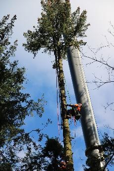 Maibaum entasten im Kronenbereich