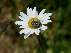 Margerite mit Käfer