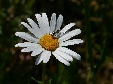 Margerite mit Flieger