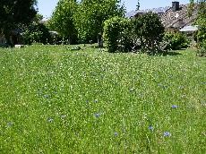 Wildblumenwiesen 