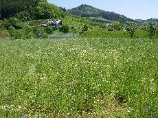 Wildblumenwiesen 